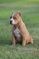 Faith, a female American Bully and Olde English Bulldogge for sale in Norton, OH – 1 of 4