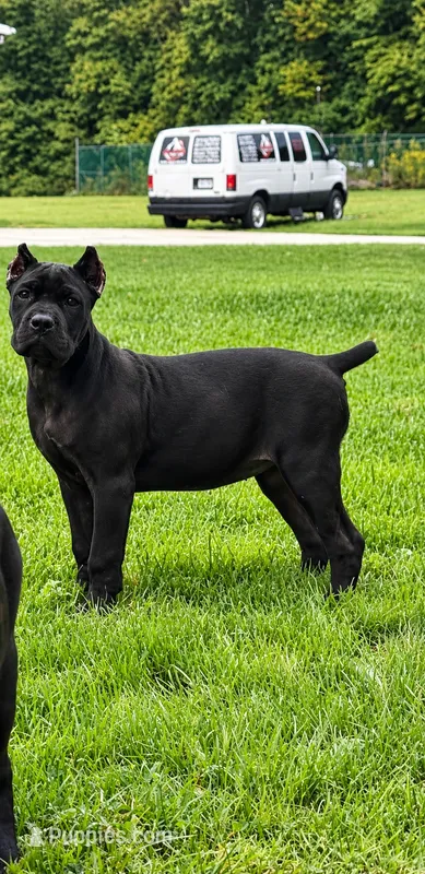 Diva  – Cane Corso puppy for sale in Norton, OH