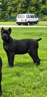 Diva , a female Cane Corso for sale in Norton, OH – 1 of 1