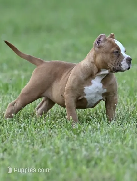 Biggie – American Bully, Olde English Bulldogge puppy for sale in Norton, OH