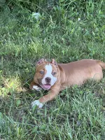 Biggie, a male American Bully and Olde English Bulldogge for sale in Norton, OH – 4 of 6