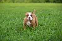 Biggie, a male American Bully and Olde English Bulldogge for sale in Norton, OH – 2 of 6