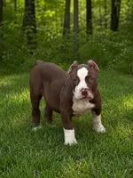 cease , a male American Bully and Olde English Bulldogge for sale in Norton, OH – 3 of 5
