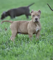 Red, a male American Bully and Olde Boston Bulldogge for sale in Norton, OH – 3 of 4