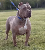 Luna , a female American Bully for sale in Norton, OH – 2 of 3