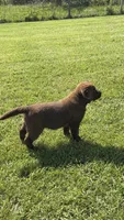 Flo, a female Labrador Retriever for sale in Norton, OH – 2 of 2