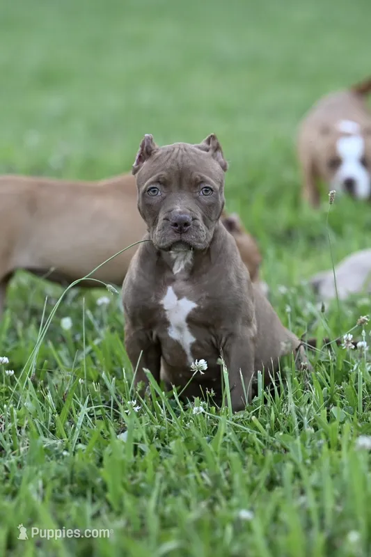 Mocha  – American Bully, Olde English Bulldogge puppy for sale in Norton, OH