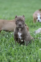 Mocha , a female American Bully and Olde English Bulldogge for sale in Norton, OH – 1 of 6