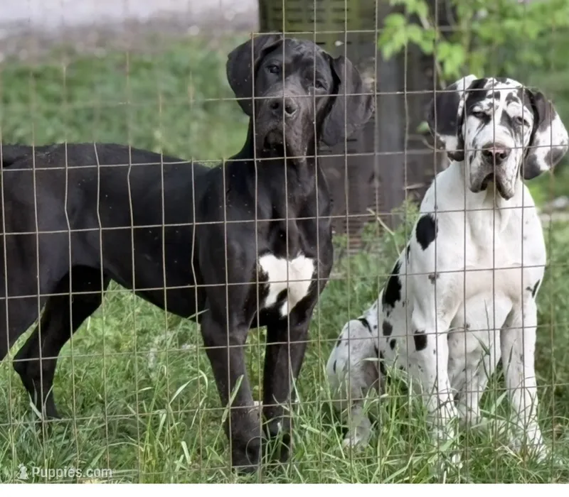 Ziona – Great Dane puppy for sale in Goldsboro, NC