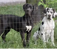 Ziona, a female Great Dane for sale in Goldsboro, NC – 1 of 1