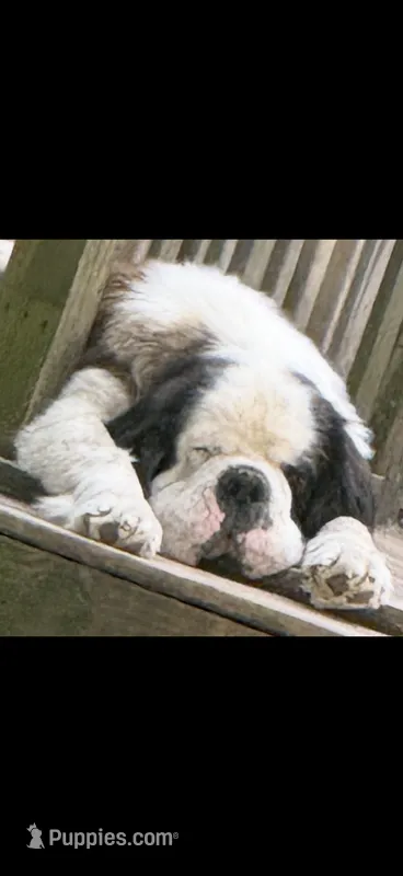 Import Saint Bernard Female – Saint Bernard puppy for sale in Goldsboro, NC
