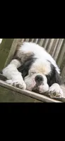 Import Saint Bernard Female, a female Saint Bernard for sale in Goldsboro, NC – 1 of 2