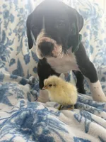 Big Chunky AKC Euro Male Great Dane! -yes the chicks can be included 😍, a male Great Dane for sale in Goldsboro, NC – Photo 2 of 2