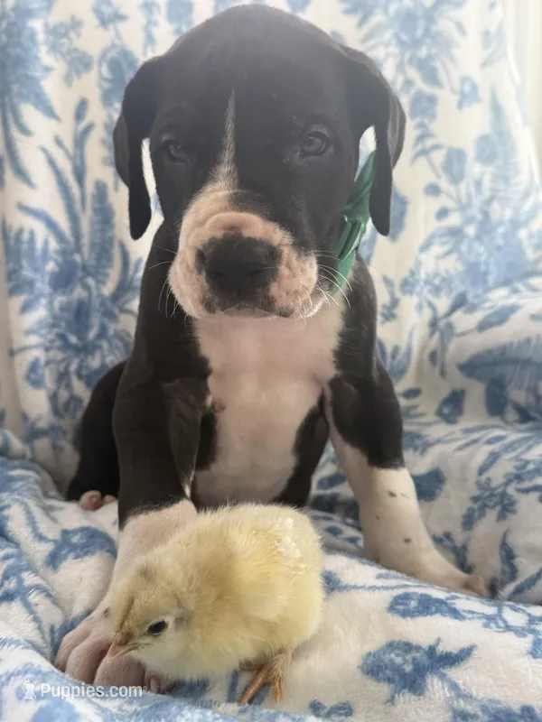 Big Chunky AKC Euro Male Great Dane! -yes the chicks can be included 😍 – Great Dane puppy for sale in Goldsboro, NC