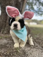 Easter Special for Theodore the Registered Saint Bernard Puppy! , a male Saint Bernard for sale in Goldsboro, NC – Photo 1 of 5