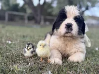 Easter Special for Theodore the Registered Saint Bernard Puppy! , a male Saint Bernard for sale in Goldsboro, NC – Photo 2 of 5