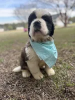 Easter Special for Theodore the Registered Saint Bernard Puppy! , a male Saint Bernard for sale in Goldsboro, NC – Photo 5 of 5