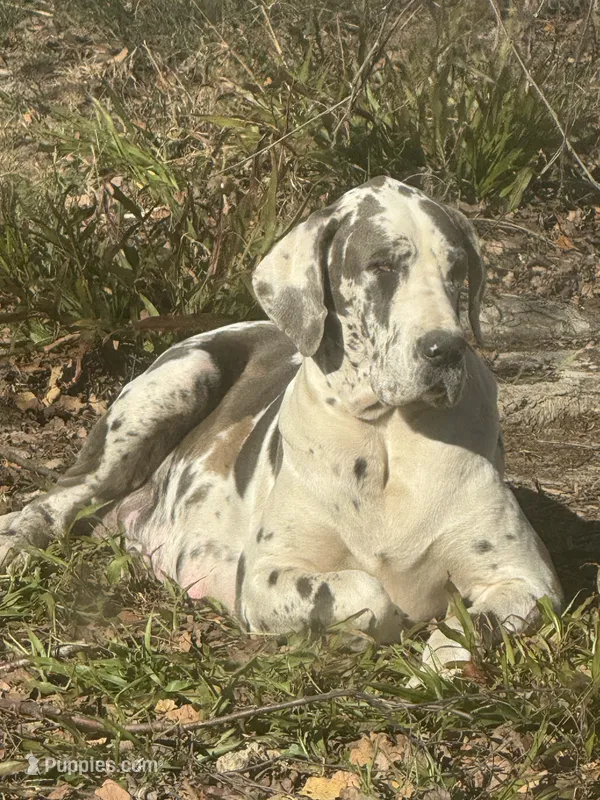 Blue harlequin Great Dane female – Great Dane puppy for sale in Goldsboro, NC