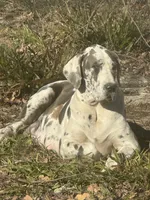 Blue harlequin Great Dane female, a female Great Dane for sale in Goldsboro, NC – 1 of 1