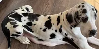 AKC Euro import lines Great Dane Female-Harlequin, a female Great Dane for sale in Goldsboro, NC – 2 of 2