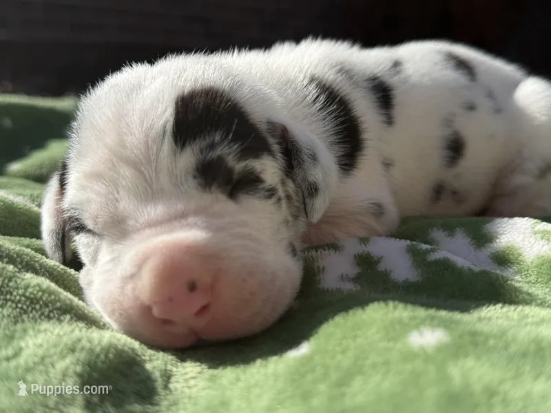 Sprinkles- AKC Great Dane female!