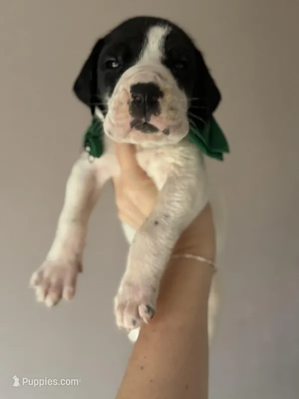 Rubble-AKC Great Dane male!