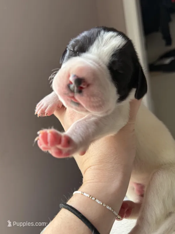 Rubble-AKC Great Dane male!