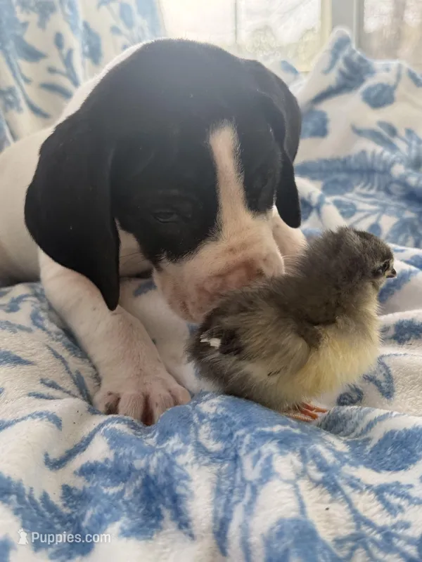 Pie Euro AKC Great Dane Male-super sweet & huge! – Great Dane puppy for sale in Goldsboro, NC