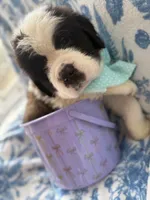 Theodore- Registered Saint Bernard Male Puppy-ready soon!, a male Saint Bernard for sale in Goldsboro, NC – Photo 4 of 4