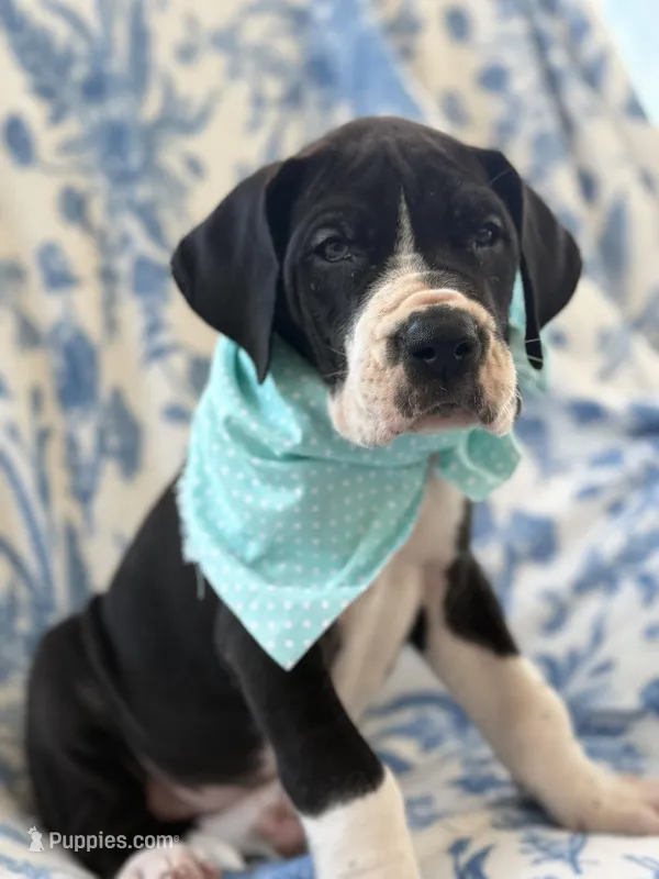 Angus-AKC Euro Great Dane Male Black and White mantle pup – Great Dane puppy for sale in Goldsboro, NC