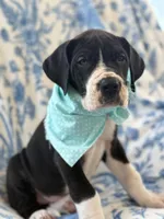 Angus-AKC Euro Great Dane Male Black and White mantle pup, a male Great Dane for sale in Goldsboro, NC – Photo 1 of 4