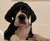 Angus-AKC Euro Great Dane Male Black and White mantle pup, a male Great Dane for sale in Goldsboro, NC – Photo 2 of 4