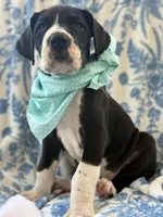Angus-AKC Euro Great Dane Male Black and White mantle pup, a male Great Dane for sale in Goldsboro, NC – Photo 3 of 4
