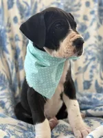 Angus-AKC Euro Great Dane Male Black and White mantle pup, a male Great Dane for sale in Goldsboro, NC – Photo 4 of 4