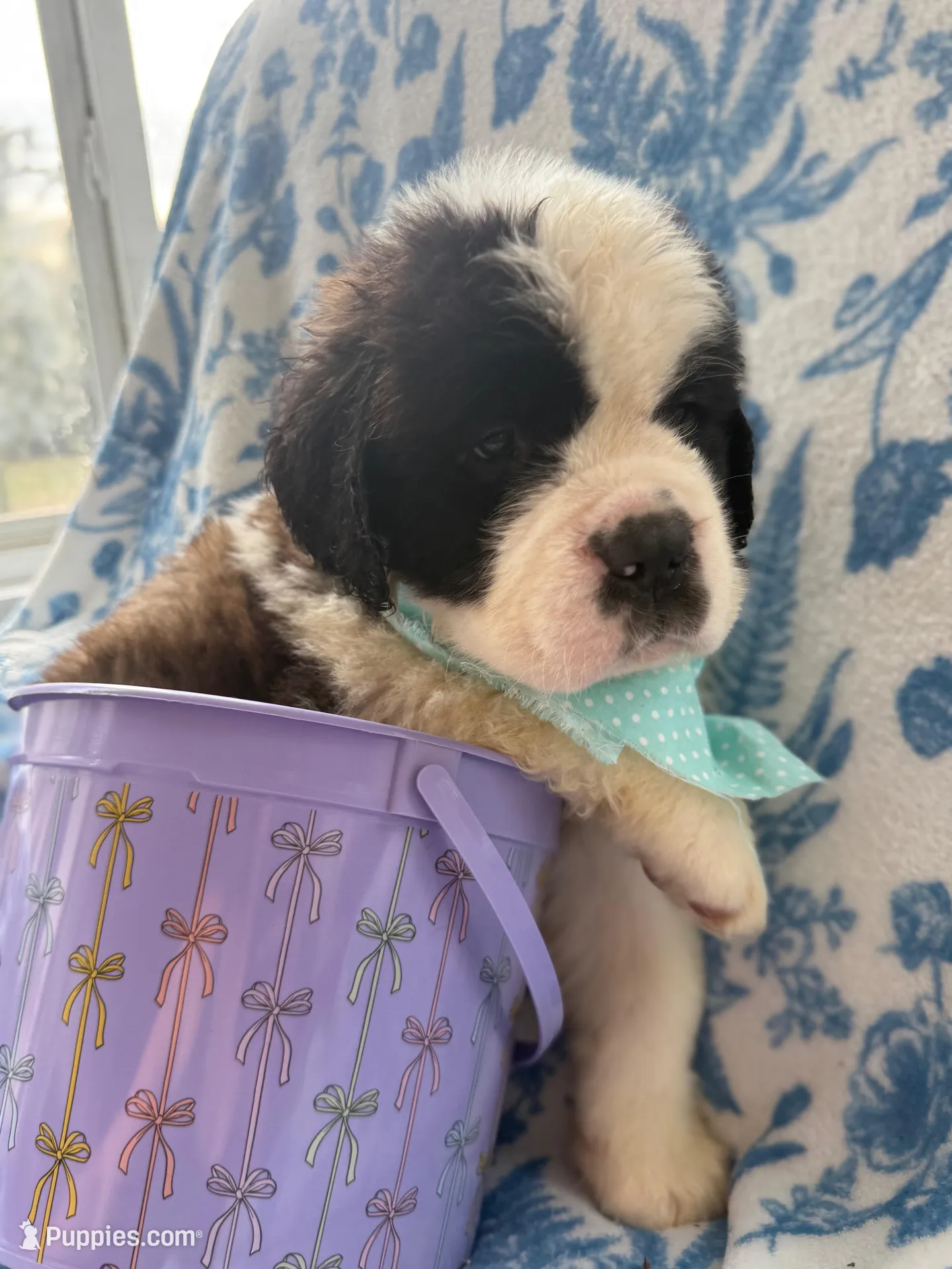 Theodore- Registered Saint Bernard Male Puppy-ready soon!, a male Saint Bernard for sale in Goldsboro, NC – Photo 3 of 4