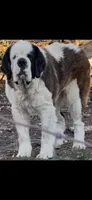 Import Saint Bernard Female, a female Saint Bernard for sale in Goldsboro, NC – 2 of 2