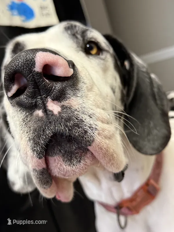 Full AKC Great Dane Female-Euro Import lines – Great Dane puppy for sale in Goldsboro, NC