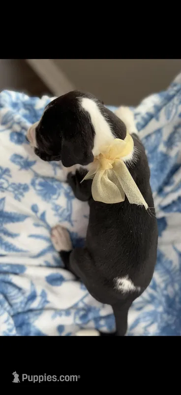 Chase-AKC Great Dane male!