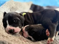 Chase-AKC Great Dane male!, a male Great Dane for sale in Goldsboro, NC – Photo 2 of 3