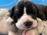 Chase-AKC Great Dane male!, a male Great Dane for sale in Goldsboro, NC – Photo 3 of 3