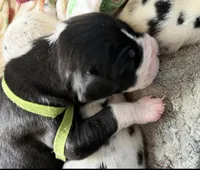 Chase-AKC Great Dane male!, a male Great Dane for sale in Goldsboro, NC – Photo 1 of 3