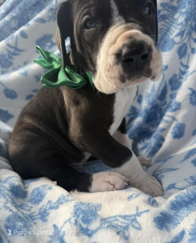 Chase-AKC Great Dane male!