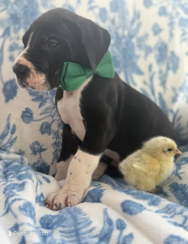 Chase-AKC Great Dane male! – Great Dane puppy for sale in Goldsboro, NC