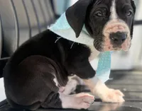 Remington - AKC Euro Great Dane Black and White Mantle Male , a male Great Dane for sale in Goldsboro, NC – Photo 2 of 3