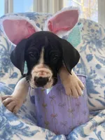 Remington - AKC Euro Great Dane Black and White Mantle Male , a male Great Dane for sale in Goldsboro, NC – Photo 1 of 3