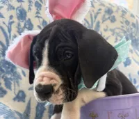 Remington - AKC Euro Great Dane Black and White Mantle Male , a male Great Dane for sale in Goldsboro, NC – Photo 3 of 3