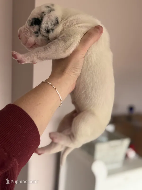 Elijah-AKC Great Dane male!