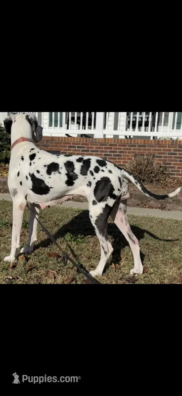 AKC Euro import lines Great Dane Female-Harlequin – Great Dane puppy for sale in Goldsboro, NC