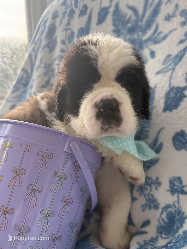 Theodore-Gorgeous Registered Saint Bernard Male ❤️ – Saint Bernard puppy for sale in Goldsboro, NC