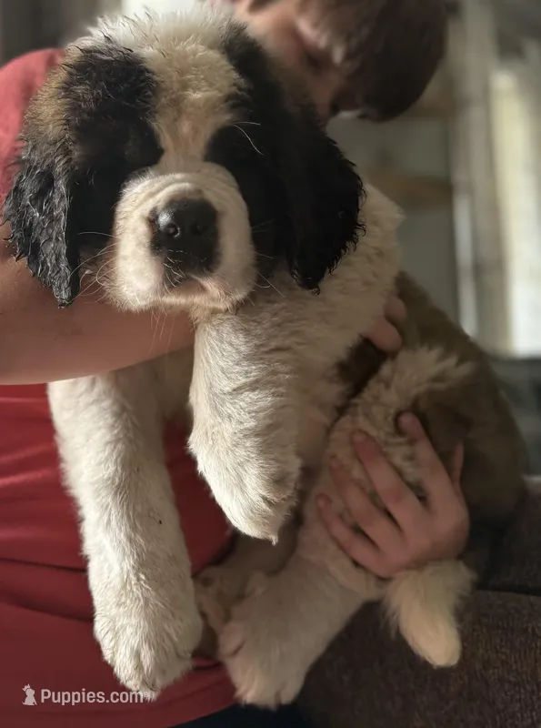 Theodore-Gorgeous Registered Saint Bernard Male ❤️ – Saint Bernard puppy for sale in Goldsboro, NC